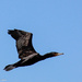 Cormorant flight by flyrobin