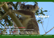4th Nov 2015 - Jan koala calendar page