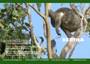5th Nov 2015 - Feb koala calendar page