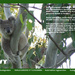 Mar koala calendar page by koalagardens