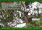 7th Nov 2015 - Apr koala calendar page