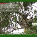 Apr koala calendar page by koalagardens