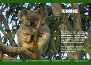 8th Nov 2015 - May koala calendar page
