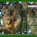 May koala calendar page by koalagardens