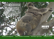 9th Nov 2015 - June koala calendar page