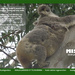 June koala calendar page by koalagardens