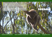 10th Nov 2015 - July koala calendar page