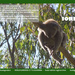 July koala calendar page by koalagardens