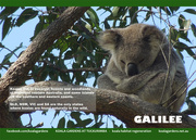 11th Nov 2015 - Aug koala calendar page