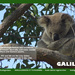 Aug koala calendar page by koalagardens