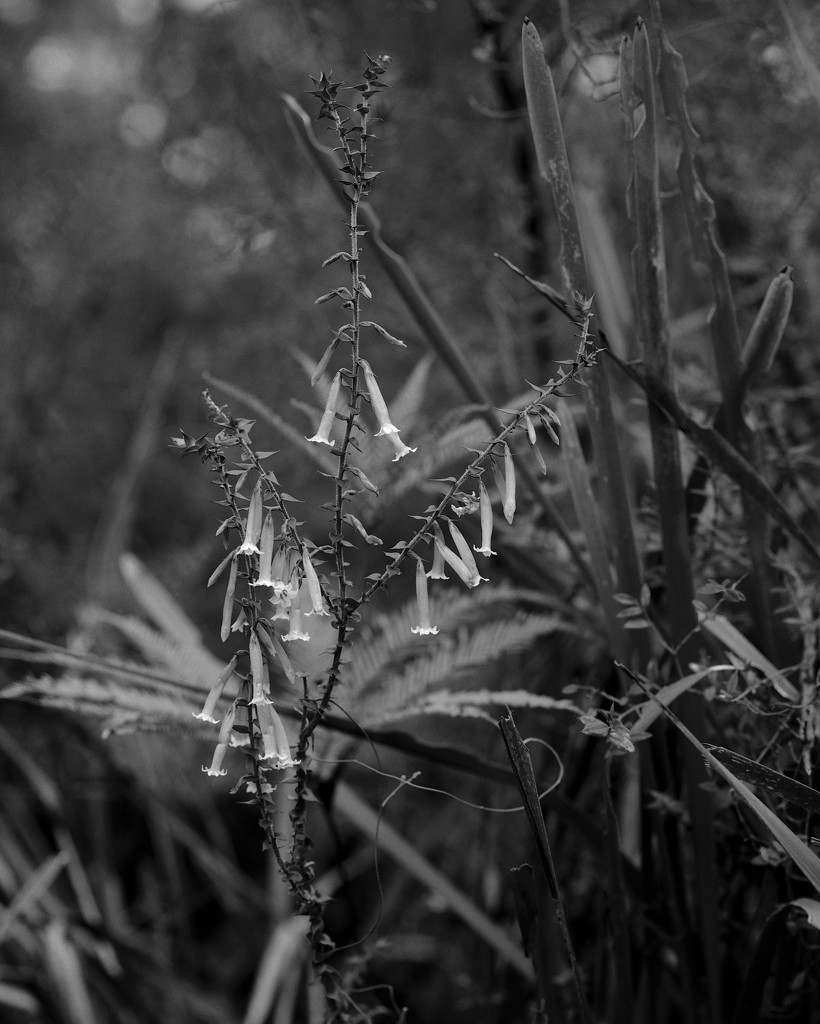 Fuchsia heath by peterdegraaff