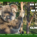 Sep koala calendar page by koalagardens