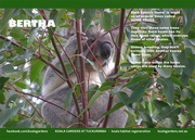 13th Nov 2015 - Oct koala calendar photo
