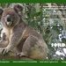 Nov koala calendar page by koalagardens