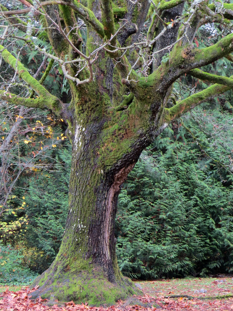 Mossy Tree by seattlite