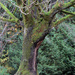 Mossy Tree by seattlite