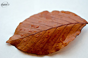 19th Nov 2015 - Leaf on white paper
