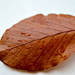 Leaf on white paper by elisasaeter