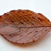 Leaf on white paper 2 by elisasaeter