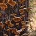 Fungi by lynne5477