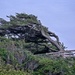 Windblown Tree  by jgpittenger