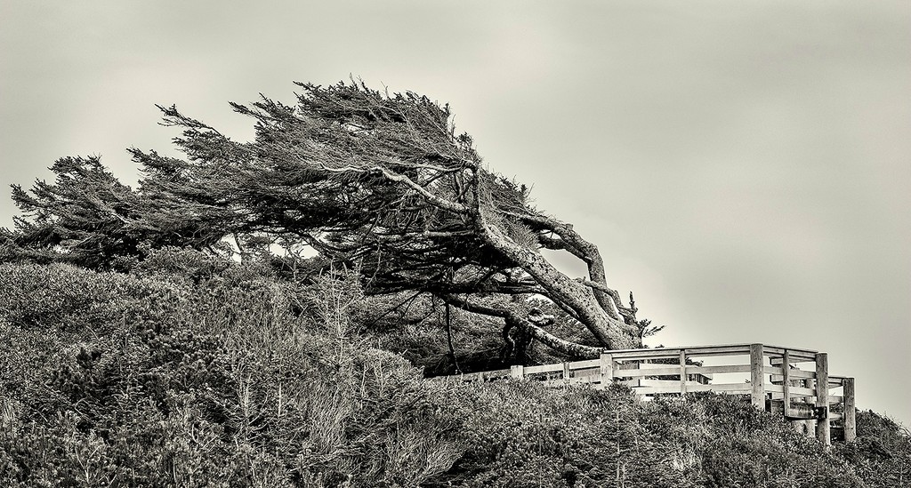 Windblown Tree b and w by jgpittenger