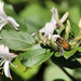 Honeybee on honeysuckle by cjwhite