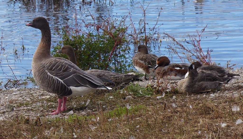  Pink Footed Goose (on left) at Martin Mere Wetland Centre by susiemc