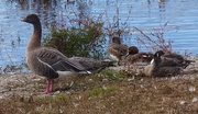 3rd Nov 2015 -  Pink Footed Goose (on left) at Martin Mere Wetland Centre