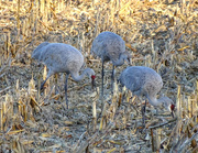 16th Nov 2015 - Sandhill Cranes in a cornfield