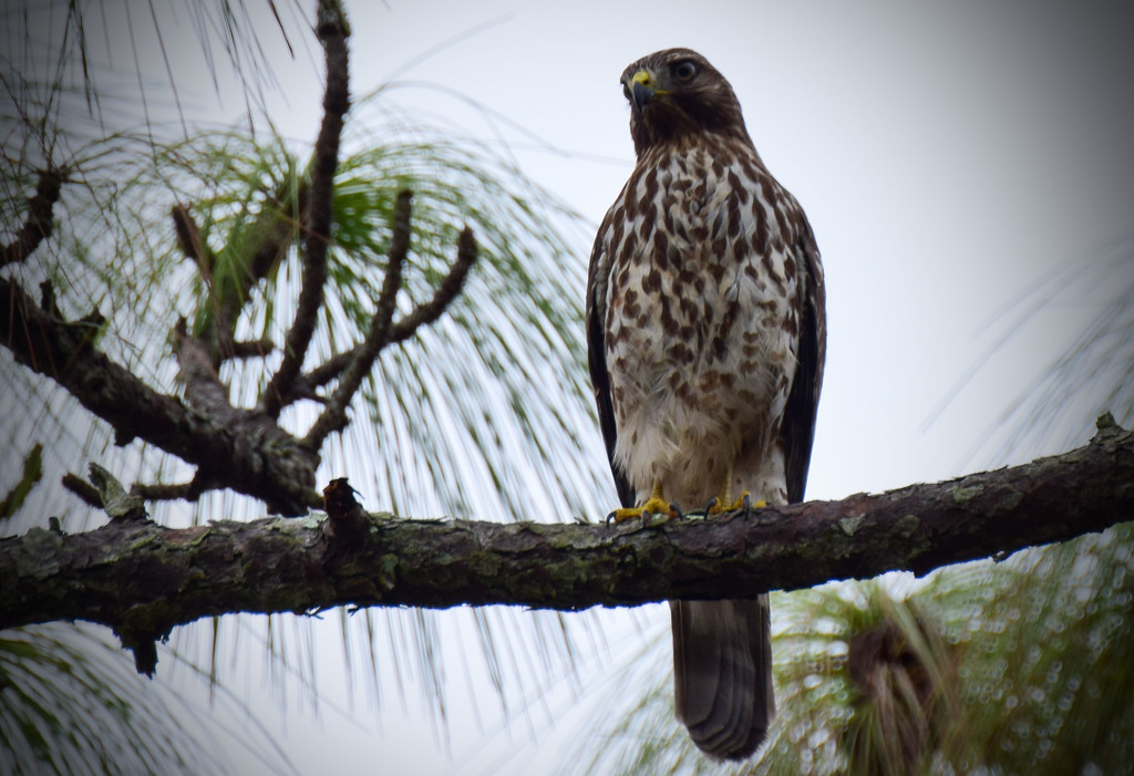 Neighborhood Hawk, Keeping an Eye on Me by rickster549