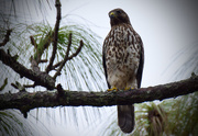 19th Nov 2015 - Neighborhood Hawk, Keeping an Eye on Me