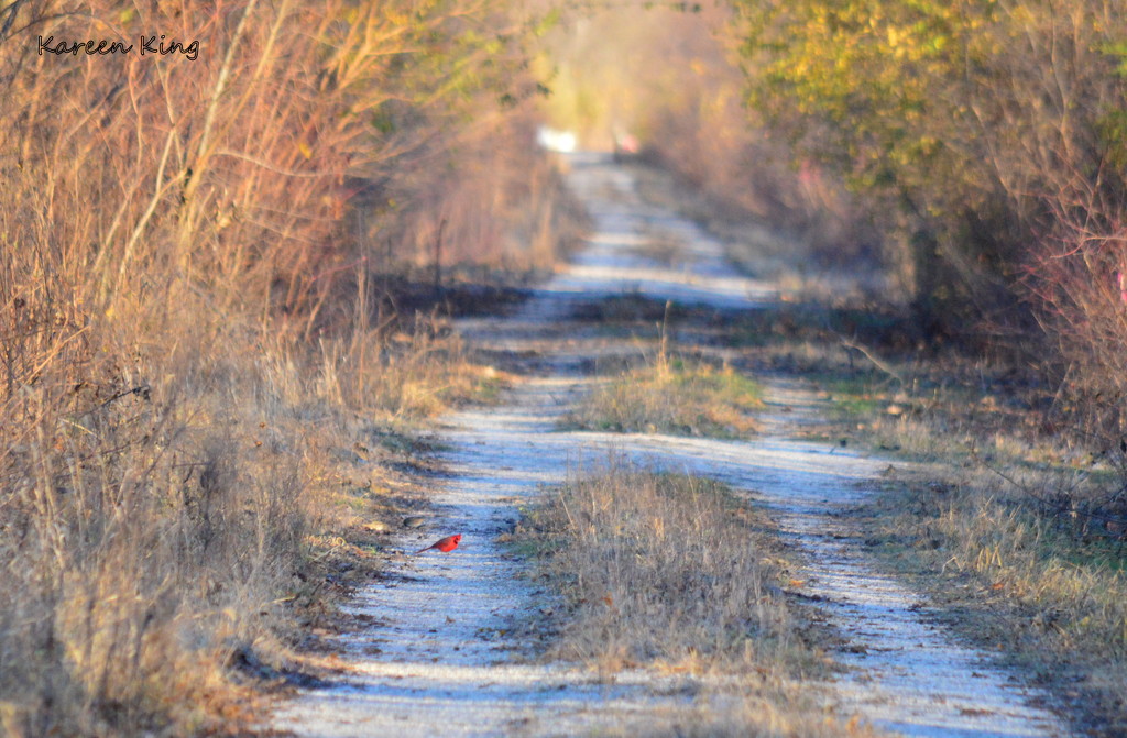 Cardinal on the Flint Hills Nature Trail by kareenking