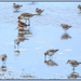 Godwits and knots by dide