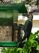19th Nov 2015 - Woodpecker