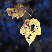 20th Nov 2015 - Leaf study, Four Holes Swamp, Dorchester County, South Carolina