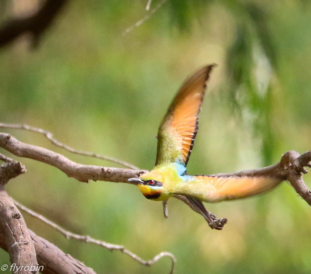 Rainbow Bee-eater in flight by flyrobin