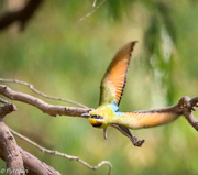 20th Nov 2015 - Rainbow Bee-eater in flight