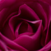 Closeup of a rose by elisasaeter