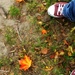autumn leaves by edie