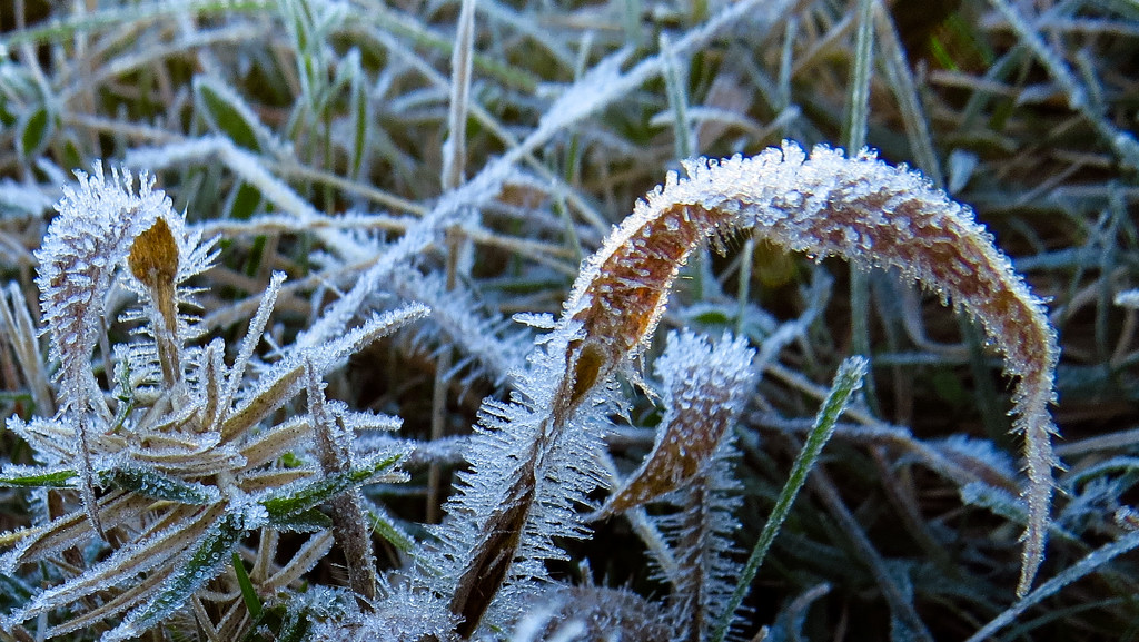 Finally - Real Frost! by milaniet