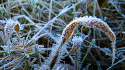 20th Nov 2015 - Finally - Real Frost!