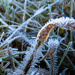 Finally - Real Frost! by milaniet