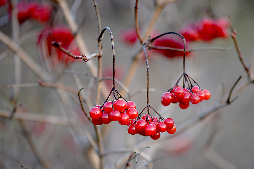 Red Berries! by fayefaye