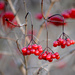 Red Berries! by fayefaye