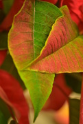 20th Nov 2015 - Leaves of many colours