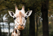 20th Nov 2015 - Portrait of a Giraffe