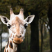 Portrait of a Giraffe by leonbuys83