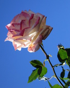 20th Nov 2015 - One of the last roses