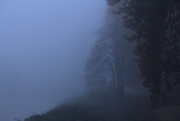20th Nov 2015 - Fog